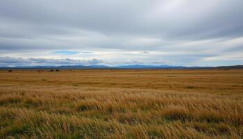 a tundra under a wide, grey sky photo