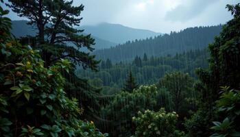 a rainstorm passing over a dense forest photo