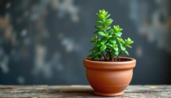 a jade plant thriving in a clay pot photo