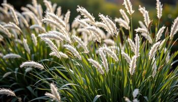 ornamental grasses blowing in a gentle breeze photo