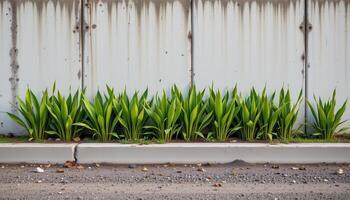 snake plants lined up against a concrete wall photo
