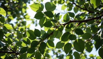 canopy of overlapping green leaves photo