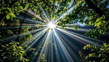 a sunbeam piercing through a dark green forest canopy photo