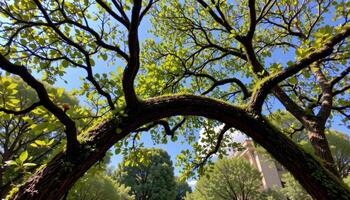 overhanging branches forming a natural arch photo