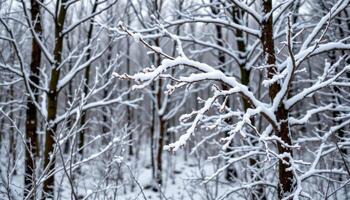 a snowy forest with frozen branches photo