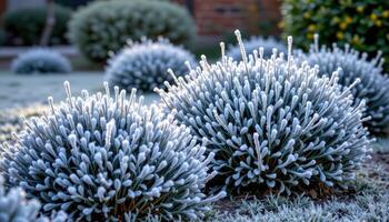bushes covered in frost in early morning photo