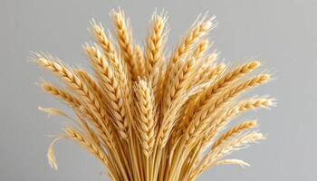 a bouquet of dried wheat and pampas grass photo