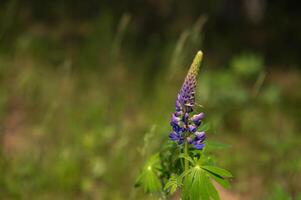 A single purple flower is growing in the grass photo