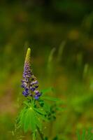 Single lupine flower blooming in lush green grass, vibrant summer meadow scene with natural sunlight photo