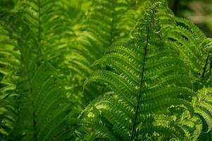 Lush green fern leaves forming a natural pattern, vibrant foliage in close-up, fresh and rich botanical texture photo