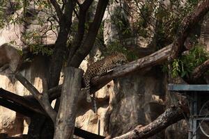 a leopard is sitting on a tree branch photo