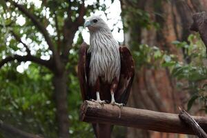 a large bird sitting on a branch in a forest photo
