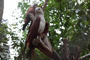 Eagle birds sitting on top of a tree branch photo