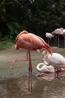 a group of flamingos standing in the water, pink flamingos photo