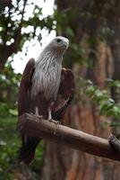 Eagle, a bird sitting on a branch in front of a tree photo