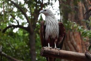 a large bird perched on a branch in a forest photo