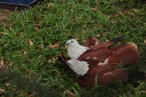 two birds are sitting on top of each other photo