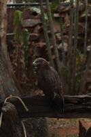 a bird sitting on a wooden post in a zoo, Eagle birds photo