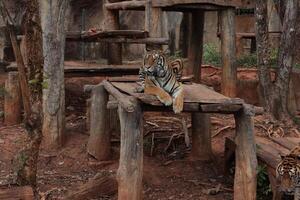 two tigers sitting on a wooden bench photo