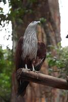 a bird sitting on a branch in a zoo photo