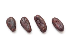 Cocoa beans on a white background photo