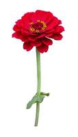 Isolate red zinnia flower with stem cut out on white background for summer season and graphic design usage photo