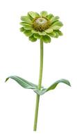 Isolate green zinnia flower with stem cut out on white background for summer season and graphic design concept photo