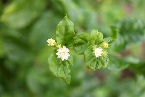 Top view native Thai jasmine or Jasminum sambac blooming on branch with green leaves in Thailand. photo