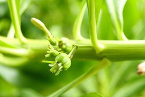 Group unripe fruits of Beach Naupaka or Scaevola taccada on branch in Thailand. Another name is Half flower, Beach cabbage, Sea lettuce. photo