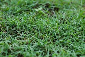 the blades of green grass growing quietly in shaded calm light photo
