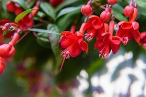 Red flowers cascade from above, bringing a soft, romantic charm to the space. Their trailing form adds lightness and grace. photo