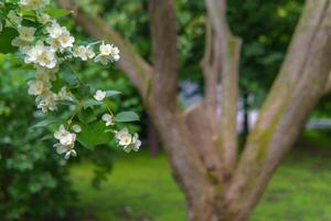 A blooming jasmine branch stands in delicate contrast to a dry, leafless tree behind it. The scene evokes a quiet dialogue between vitality and stillness. photo