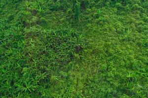 Green Serene Picturesque Jungle With Trees And Palms In Vietnam Pattern photo