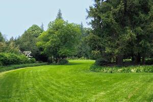 Lush green grassy area surrounded by trees on sunny day photo