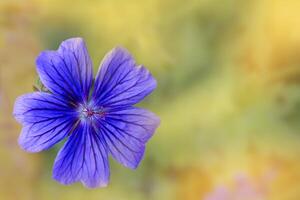 Purple flower against a blurred yellow background in a peaceful setting photo