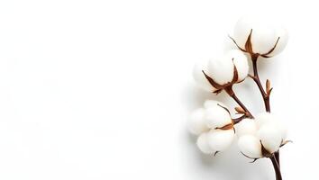 Delicate Cotton Branch on White Background photo