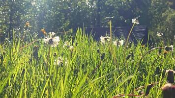 Dandelions And Grass Illuminated By Morning Sunlight In Countryside Meadow, Capturing Fragile Beauty Of Wild Flora In Serene Natural Environment video
