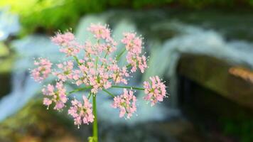 Pink Wildflower In Focus With Soft Waterfall Background In Forest Setting, Emphasizing Fragility Of Nature And Contrast Between Stillness And Flow video