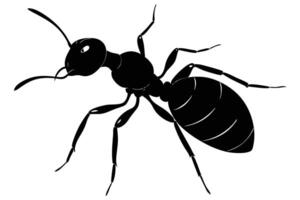 Striking Silhouette of a Black Ant with Antennae on a White Background vector