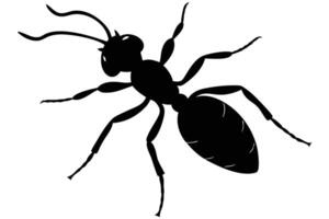 Silhouette of an Ant Detailed View of Insect's Body Structure and Antennae vector