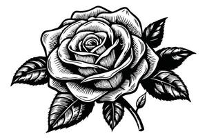 Artistic Black and White Engraving of a Rose Bloom with Detailed Leaves Around It vector