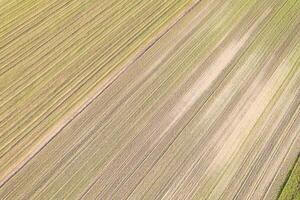 drone photography of a cultivated field with linear patterns, agricultural concept textured background photo