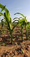 sweet corn in a field in the summer, a field with corn sprouts against a sky photo