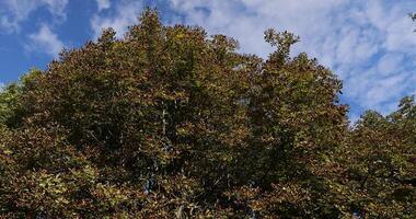 deciduous chestnut trees in the park at the end of summer photo