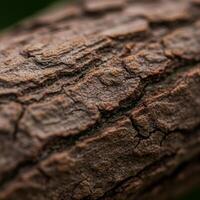 A close up of a tree trunk with some brown spots photo