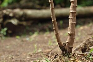 Cassava stem with textured bark and clear nodes, commonly used for propagation by cutting photo