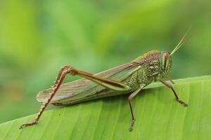 Close-up of Chondracris rosea, a giant grasshopper resting on a green banana leaf in natural light photo