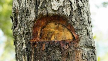 Close-up of a wet tree trunk, showing details of the bark and scars from past cuttings. photo