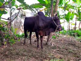 A black male cow tied to a tree in a rural Indonesian setting, prepared for Eid al-Adha qurban. The cow stands on natural ground surrounded by banana trees photo