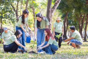 Volunteers Preparing to Plant Trees, Young woman and man team volunteer planting tree, Volunteer team in park for charity event, Group planting a trees in the community photo